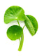 Centella Asiatica