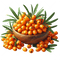 Sea Buckthorn