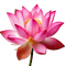 Lotus Flower
